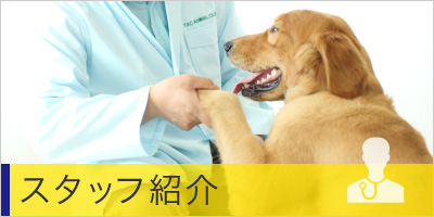 スタッフ紹介